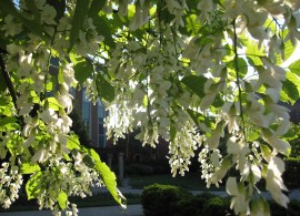 may 069